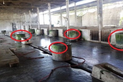 Lò mổ, trại lợn đầu độc khu dân cư, nhà chức trách loay hoay giải quyết