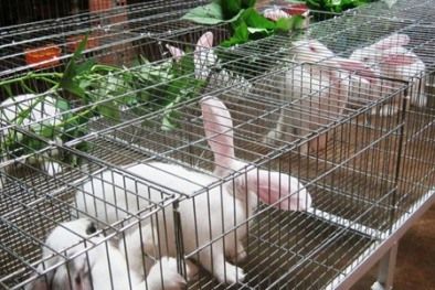 Lãi 30 triệu đồng mỗi tháng nhờ nuôi thỏ