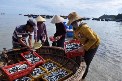 Ngư dân vẫn lo cá bán không được