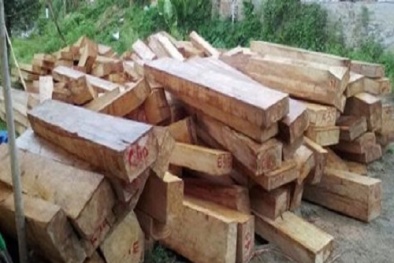 Công bố chính thức diễn biến vụ án phá rừng pơmu ở Quảng Nam