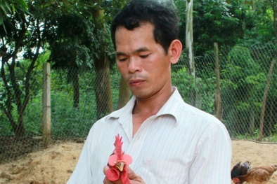'Đeo kính' cho gà thu tiền tỷ mỗi năm