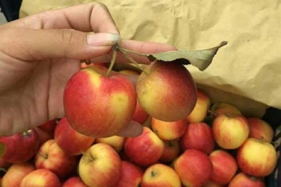 Bà nội trợ 'khó cưỡng' với loại táo đá mini đỏ rực