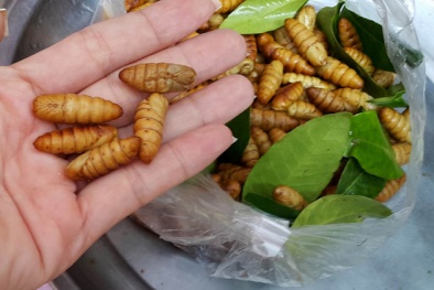 Nhộng tằm ngậm nước trương phình khiến bà nội trợ kinh hãi