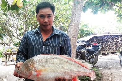 Cá sủ vàng nặng 5.5 kg giá bạc tỷ mắc lưới ngư dân sông Hậu