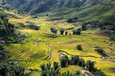 Ngất ngây vẻ đẹp thung lũng Mường Hoa mùa lúa chín