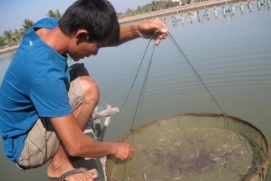 Nhập khẩu kháng sinh thú y, thủy sản dùng sai mục đích sẽ bị ‘trảm’