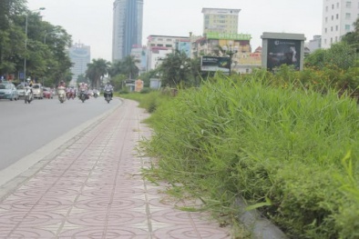 Hà Nội dùng máy cắt cỏ, tỉa cây tiết kiệm 700 tỷ đồng