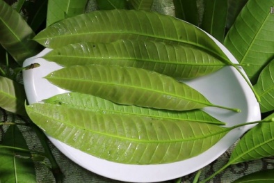 Đánh bay tiểu đường, sỏi thận và huyết áp chỉ nhờ lá này