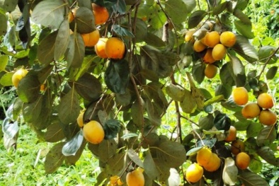 Kỹ thuật trồng hồng giòn cho năng suất cao