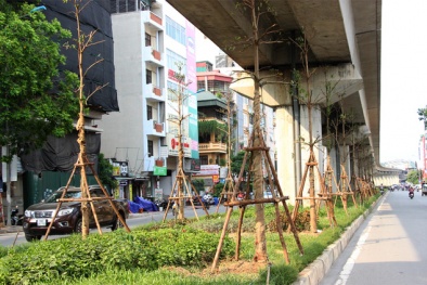 Nhiều cây xanh 'mọc' lên dưới gầm đường sắt Cát Linh - Hà Đông