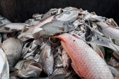 Làm sao để chọn cá tươi ngon, tránh cá chết?