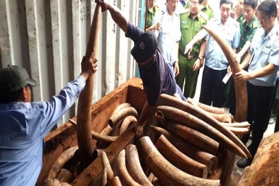 Lô hàng ngà voi hàng trăm tỷ được giấu trong gỗ để ngụy trang