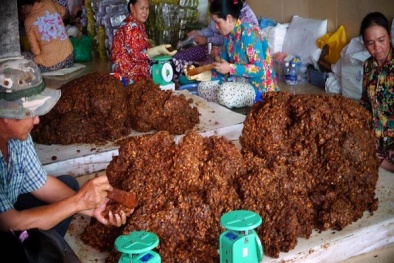Phát hiện số lượng 'khủng' me chua bẩn chuẩn bị tung ra thị trường