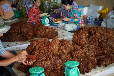 Bản tin cảnh báo nổi bật nhất ngày 11/10: Kinh hoàng hàng tấn me chua mốc meo