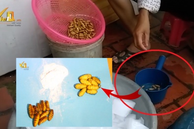 'Trò ảo thuật' nhộng tằm thối đen ngâm hoá chất biến thành vàng óng