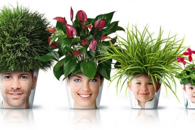 10 loại cây trồng trong nhà tốt cho sức khỏe bạn nên biết