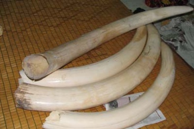 Nhiều tấn ngà voi, trị giá hàng trăm tỉ đồng nhập lậu qua cảng Cát Lái