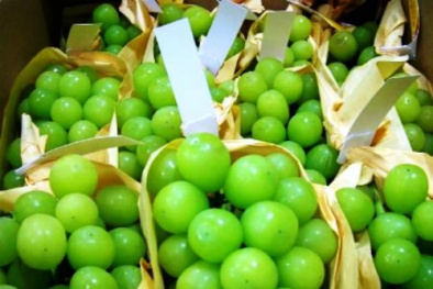 Nho mẫu đơn giá hơn triệu đồng/kg hút khách người mua