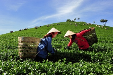 Nghiên cứu kỹ thuật nâng cao giá trị chè vùng núi phía Bắc