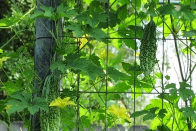 Những loại cây leo cực dễ trồng tại nhà