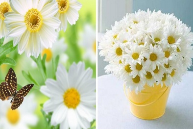 Kỹ thuật trồng và chăm sóc hoa cúc trắng đẹp lung linh chờ tết