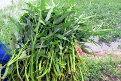 Bắt quả tang lò nhuộm màu rau muống bào