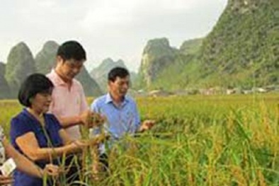 Cao Bằng: Thành công liên kết bốn nhà trong sản xuất và tiêu thụ nông sản