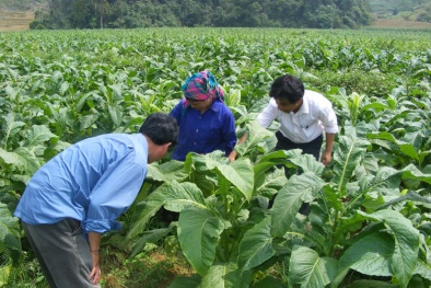Đã chế tạo ra phân bón cải tạo đất, nâng cao năng suất cây thuốc lá