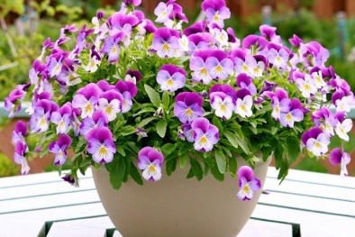 Kỹ thuật trồng 'hoa tình yêu' Pansy tuyệt đẹp