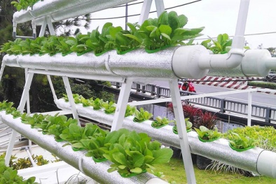 Hà Nội: Nông nghiệp công nghệ cao còn manh mún, không khoa học