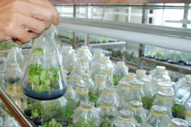 Nâng cao năng suất chất lượng nhờ ứng dụng công nghệ sinh học