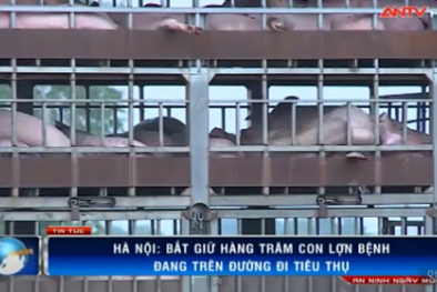 Clip bắt giữ hơn 300 con lợn bệnh lở mồm long móng đang trên đường 'tuồn' về Hà Nội