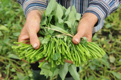 Phát hiện hàng loạt cơ sở sản xuất rau ngâm hóa chất tại TP.HCM, Vũng Tàu, Đồng Nai