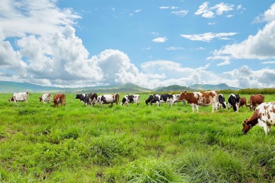 Vinamilk sản xuất sữa tươi 100% Organic đầu tiên tại Việt Nam