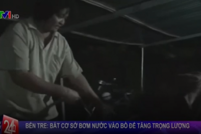 Tiếp tục phát hiện cơ sở bơm nước vào bò để tăng trọng lượng