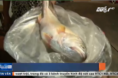 Video: Ngư dân Vĩnh Long bắt được cá sủ vàng 3,5 kg giá tiền tỷ