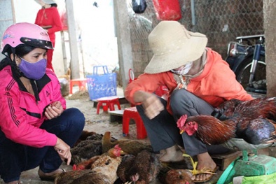 Chuyên gia nói gì về cấm bán và giết mổ gia cầm sống tại chợ