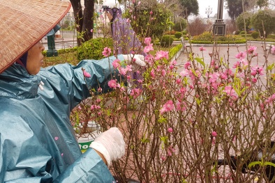 Người Nhật Tân 'dầm mình' trong mưa rét bán đào cúng rằm tháng Chạp