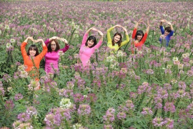 Đẹp ngất ngây cánh đồng hoa túy điệp ở ven Hồ Tây