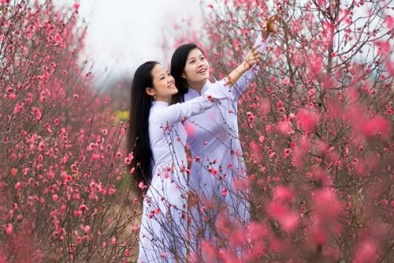 Tết Nguyên Đán 2017: Giới trẻ nô nức đi chụp ảnh tại vườn đào Nhật Tân