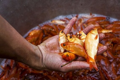 Chợ cá lớn nhất Hà Nội nhộn nhịp đón Tết ông Công, ông Táo