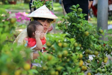 ‘Hoa cười’ nông dân khóc: Chỉ công nghệ mới thay được ông trời!