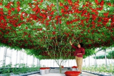 Thực hư giống cà chua leo giàn cho ra nửa tấn quả 1 năm ở Việt Nam
