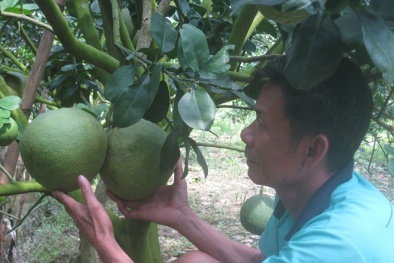 Bưởi da xanh đem lại 'núi tiền' cho nông dân Sóc Trăng