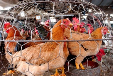 Ngoài vi rút A/H7N9, nguy cơ chủng virus gây 'chết người' khác sẽ vào Việt Nam