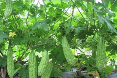 Kỹ thuật trồng cây mướp đắng trên sân thượng cho quả ăn quanh năm