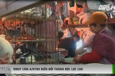 Virut cúm gia cầm A/H7N9 biến đối thành độc lực cao