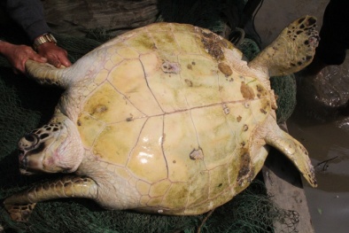 Rùa biển có hoa văn lạ mắt nặng 50kg 'sa lưới' ngư dân Hà Tĩnh