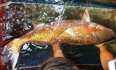 Nghệ An: Bắt được cá nghi sủ vàng nặng 8kg, trả giá cả trăm triệu không bán
