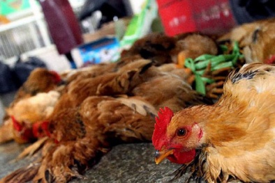 Tin cảnh báo: Nâng mức nguy hiểm cúm H7N9, có nên nhịn thịt gà?